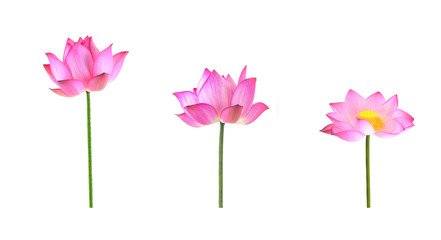 collection of lotus isolated on white background.