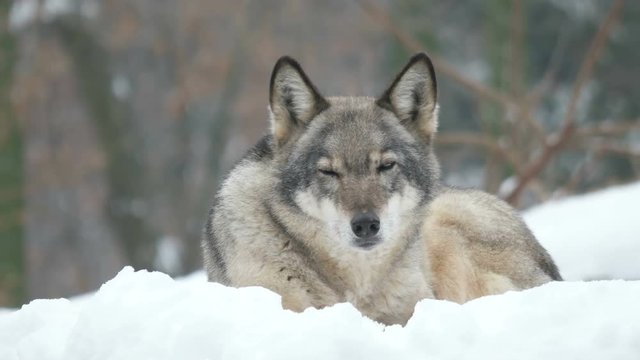look of the gray wolf