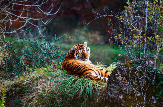 tiger