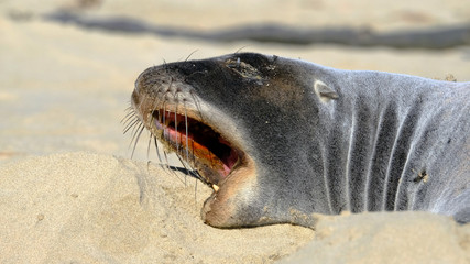 Sea lion close up, Surat Bay, Catlins coast, New Zealand