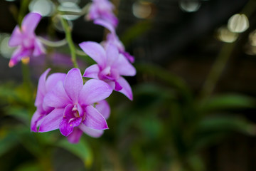 purple flower in the garden