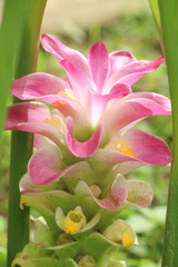 Fototapeta premium Curcuma at garden