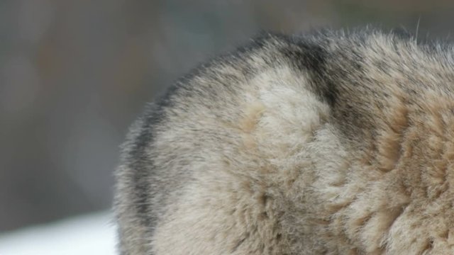 gray wolf,close-up