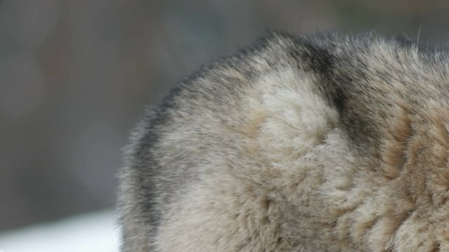 muzzle gray wolf, close-up