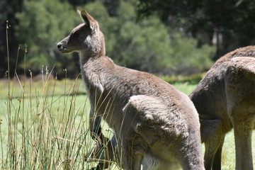 オーストラリア　野生のカンガルー