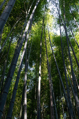  Bamboo grove in Kyoto