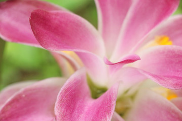 Curcuma at garden