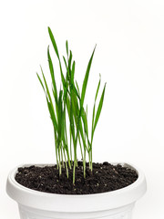 Wheatgrass in a pot. On a white background.
