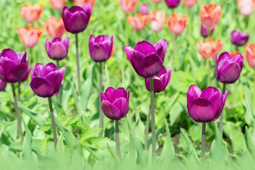 Beautiful purple tulips close up on field. Selective focus. Flowery background.