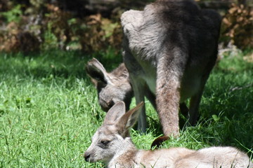 オーストラリア　野生のカンガルー