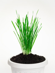 Wheatgrass in a pot. On a white background.