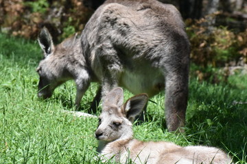 オーストラリア　野生のカンガルー
