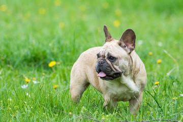 Fototapeta premium French bulldog on a grassy field