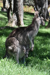 オーストラリア　野生のカンガルー