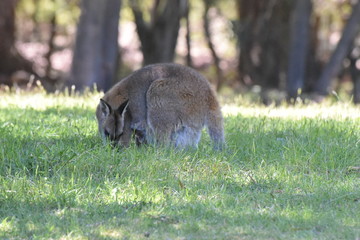 オーストラリア　野生のカンガルー