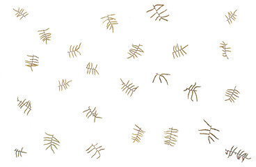 Background of dried fern twigs. Minimalisme concept.