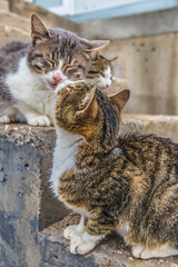 kissing cats