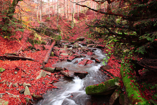 Brook in a beech forest in autumn