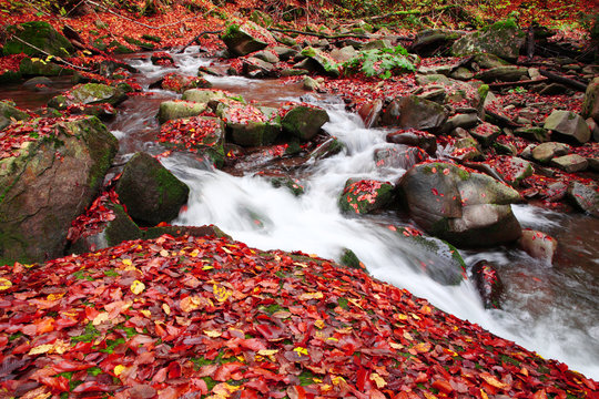 Brook in a beech forest in autumn