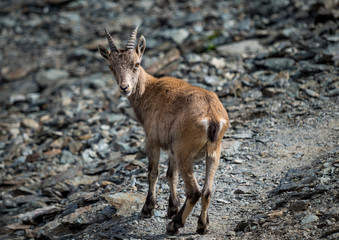 Closeup of a chamois on Monto Scorluzzo, Italian Alps
