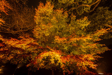 Fototapeta na wymiar Beautiful Japanese garden named Mifuneyama Rakuen in autumn night view with 160 years old big maple tree leaves.
