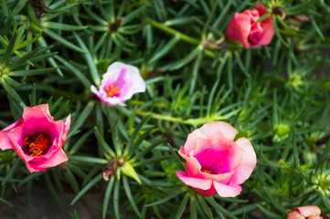 Obraz premium pink flowers 