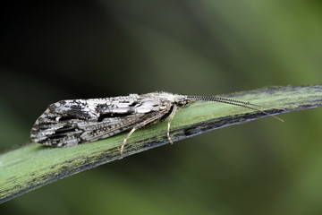 Caddisfly