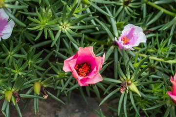 flower in the garden