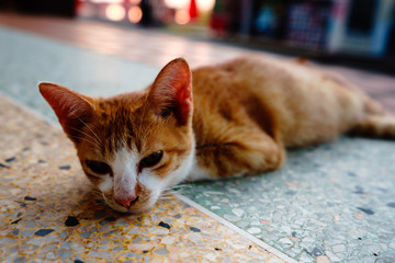 A cat with orange feathers sleeps in one of Thailand's temples.