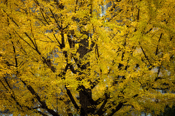 japan yellow ginkgo leaves in early autumn season osaka japan