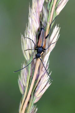 Longhorn beetle, also called longicorn, Leptura melanura