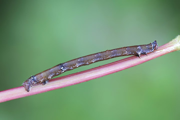 Moth larva mimicking twig