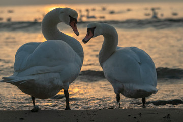 swans in the sunset