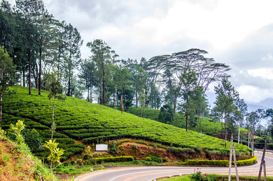 A winding road that runs through tea plantations. Nuwara Eliya. Sri Lanka.