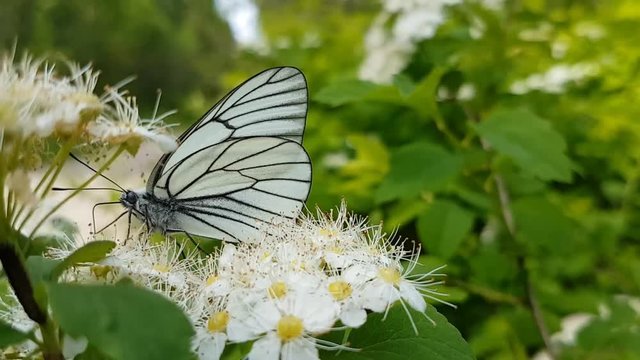 Butterfly aporia Crataegi on hawthorn white flower