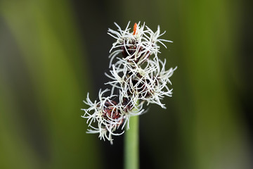 Softstem bulrush, also called grey club-rush © Henri Koskinen