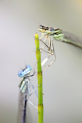 Funny insect