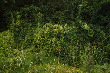 The wall is from the thickets of various plants. Background