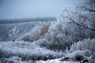 Snow covered forest. Russian Winter.