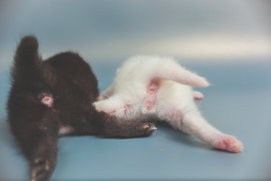 little white and black kitty rear view paws and tail, anus