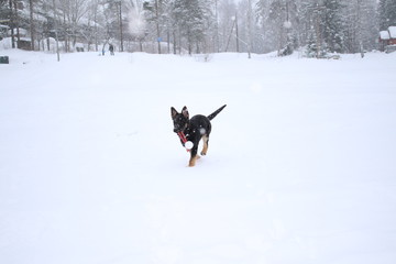 German shepard puppy in snow