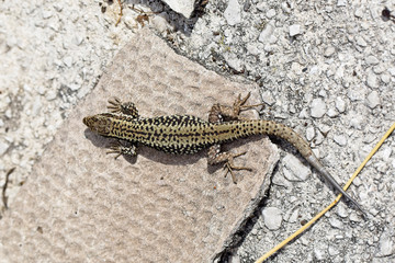 Common Wall Lizard (Podarcis muralis), Picos de Europa, Asturias, Spain.