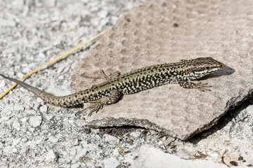 Common Wall Lizard (Podarcis muralis), Picos de Europa, Asturias, Spain.