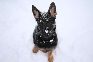 German shepard puppy in snow