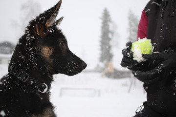 German shepard puppy