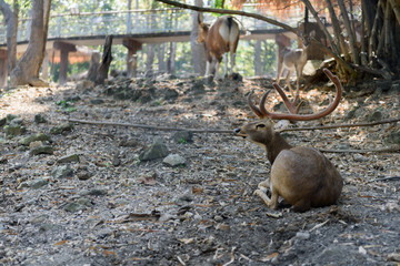 Brow antlered deer in Chiang Mai Zoo , Chiang Mai Thailand