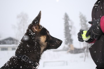German shepard puppy