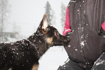 German shepard puppy