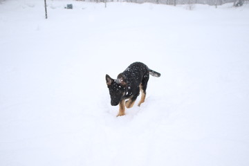 German shepard puppy