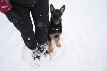 German shepard puppy
